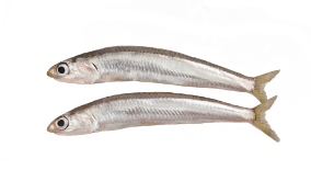 anchoas